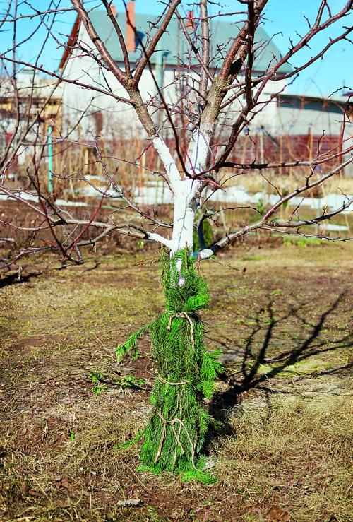 защита деревьев зимой